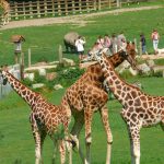Les girafes du parc zoologique de Cerza à Hermival les vaux dans le Calvados en Normandie